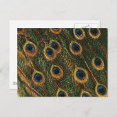 Peacock Feathers Postkarte (Vorne/Hinten)