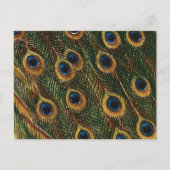 Peacock Feathers Postkarte (Vorderseite)