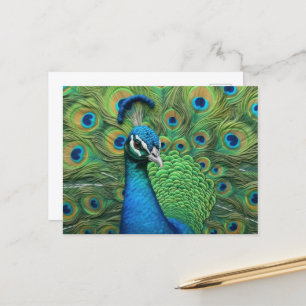Peacock Feathers Postkarte