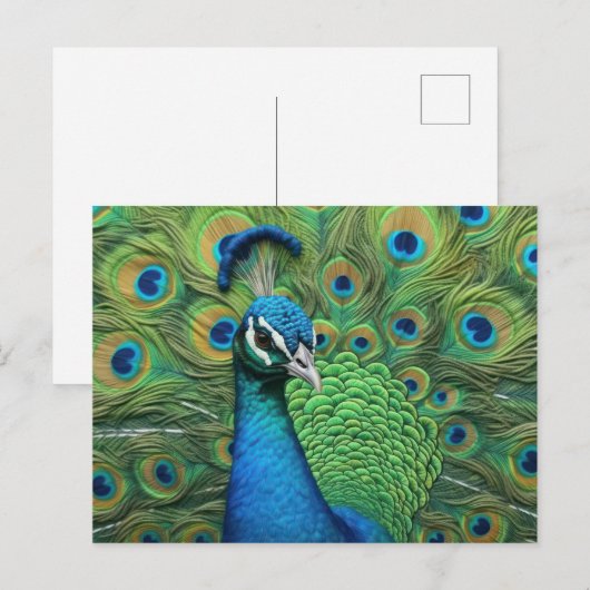 Peacock Feathers Postkarte (Vorne/Hinten)