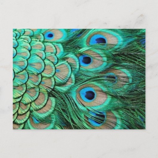 PEACOCK FEATHERS POSTKARTE (Vorderseite)