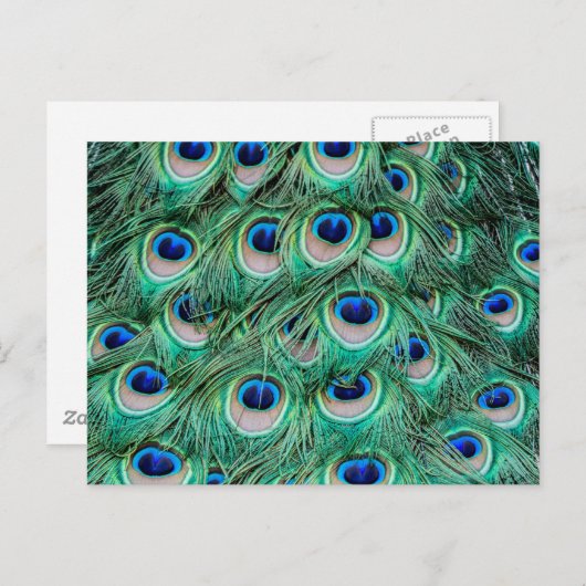 Peacock Feathers Postkarte (Vorne/Hinten)