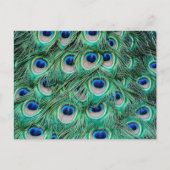 Peacock Feathers Postkarte (Vorderseite)