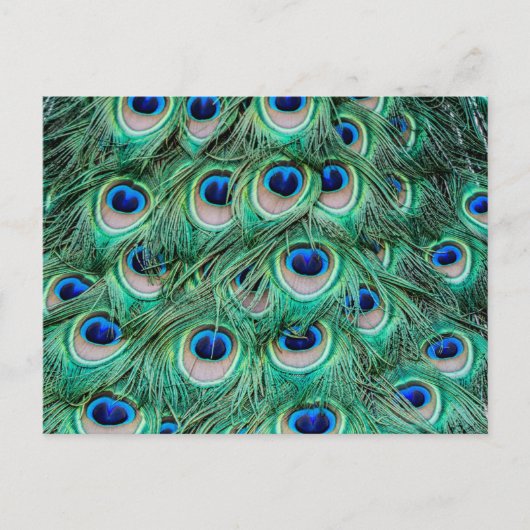 Peacock Feathers Postkarte (Vorderseite)