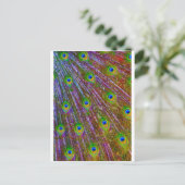 Peacock Feathers Postkarte (Stehend Vorderseite)