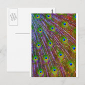 Peacock Feathers Postkarte (Vorne/Hinten)