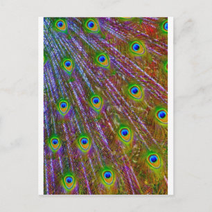 Peacock Feathers Postkarte