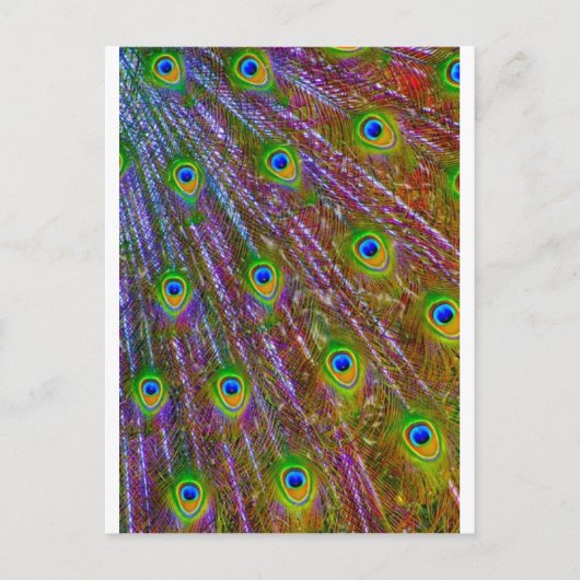 Peacock Feathers Postkarte (Vorderseite)