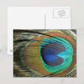 Peacock Feathers Postkarte (Vorne/Hinten)