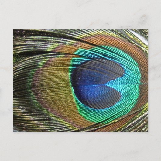 Peacock Feathers Postkarte (Vorderseite)
