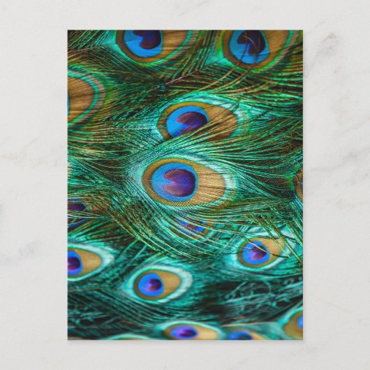 PEACOCK FEATHERS POSTKARTE (Vorderseite)
