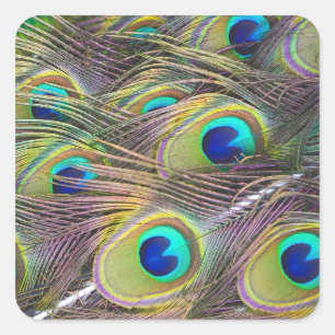 Peacock Feathers Quadratischer Aufkleber
