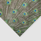 Peacock Feathers Seidenpapier (Ausschnitt)