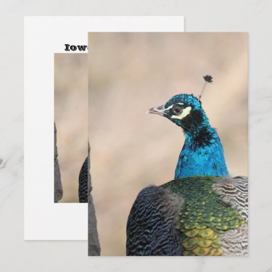 Peacock Feiertagskarte (Vorne/Hinten)