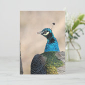 Peacock Feiertagskarte (Stehend Vorderseite)