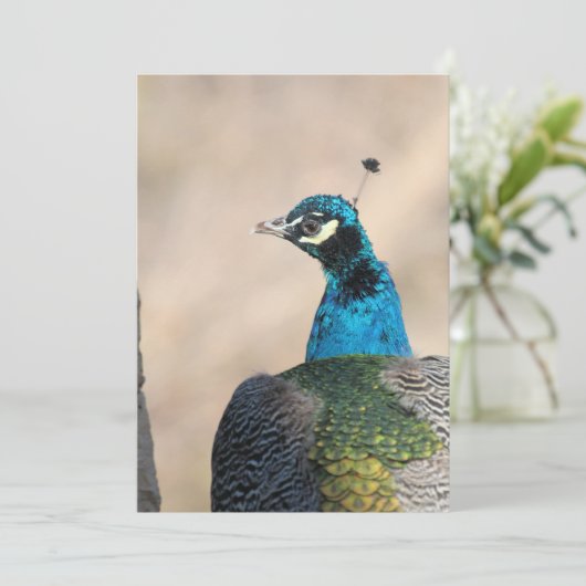 Peacock Feiertagskarte (Stehend Vorderseite)