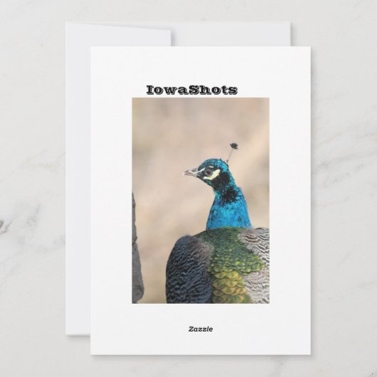 Peacock Feiertagskarte (Rückseite)