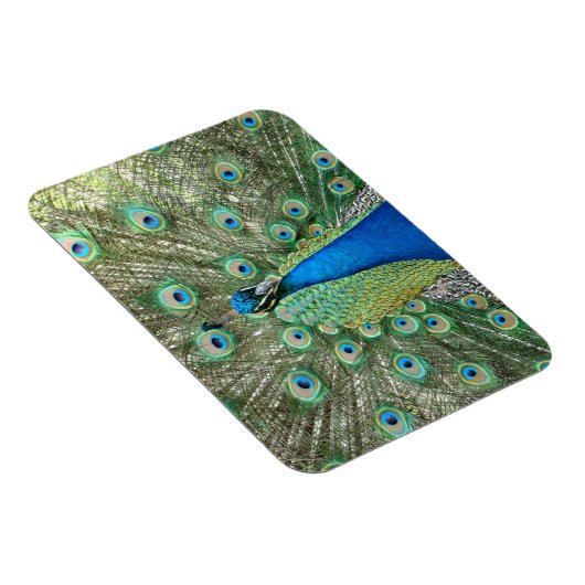 Peacock Flexible Magnet (Rechte Seite)