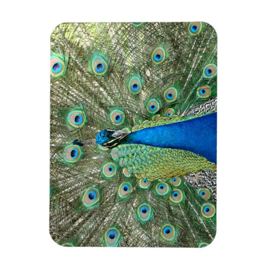 Peacock Flexible Magnet (Vertikal)