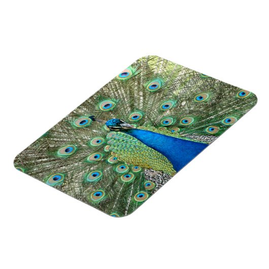 Peacock Flexible Magnet (Linke Seite)