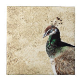 Peacock Fliese (Vorderseite)