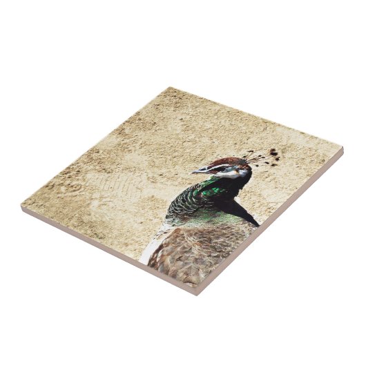 Peacock Fliese (Seite)