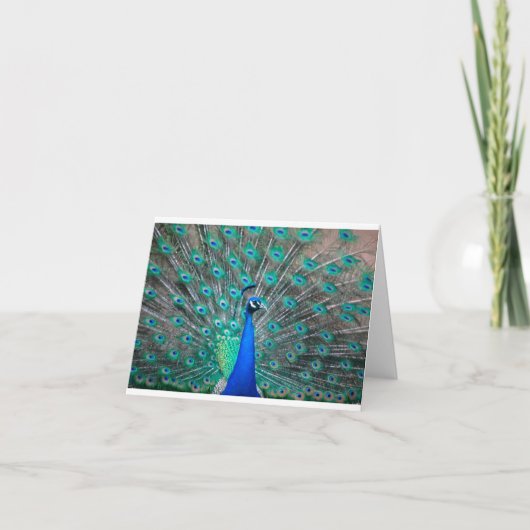 Peacock folded note card (Vorderseite)