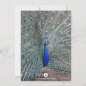 PEACOCK FOTO BLAUE GLÜCKLICH GEBURTSTAGLICHE EINLA EINLADUNG (Rückseite)