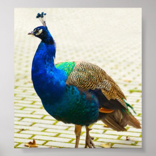 Peacock-Foto Poster (Vorne)