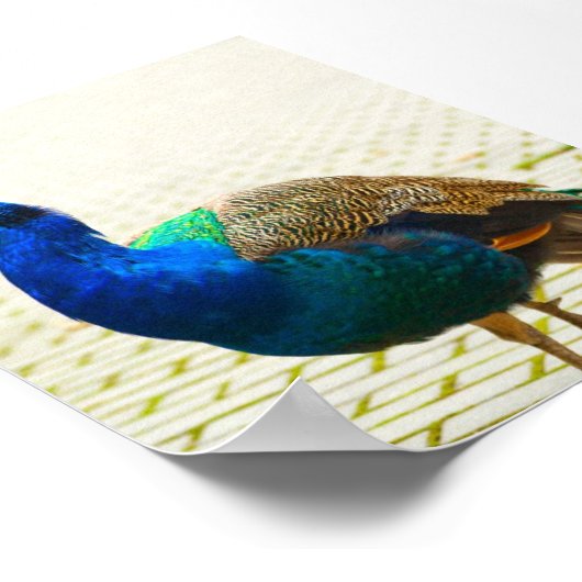 Peacock-Foto Poster (Ecke)