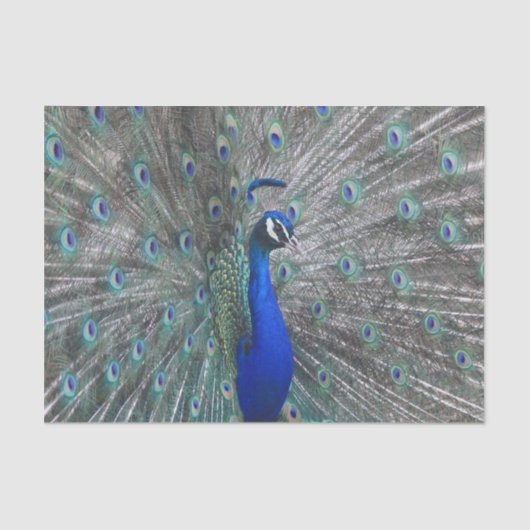 PEACOCK-FOTO SEIDENPAPIER (Vorderseite)