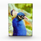 PEACOCK FOTOBLOCK (Vorderseite)