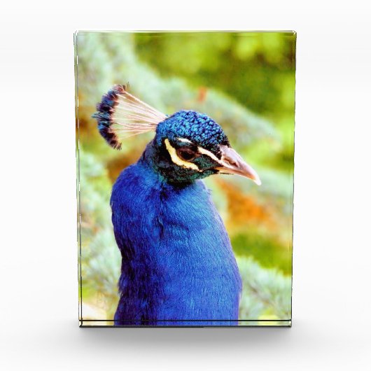 PEACOCK FOTOBLOCK (Vorderseite)