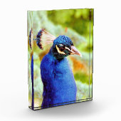 PEACOCK FOTOBLOCK (Links)