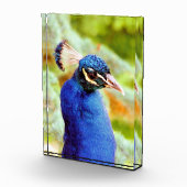 PEACOCK FOTOBLOCK (Rechts)