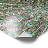 Peacock Fotodruck (Ecke)