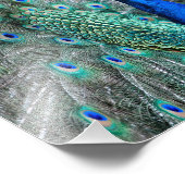 Peacock Fotodruck (Ecke)