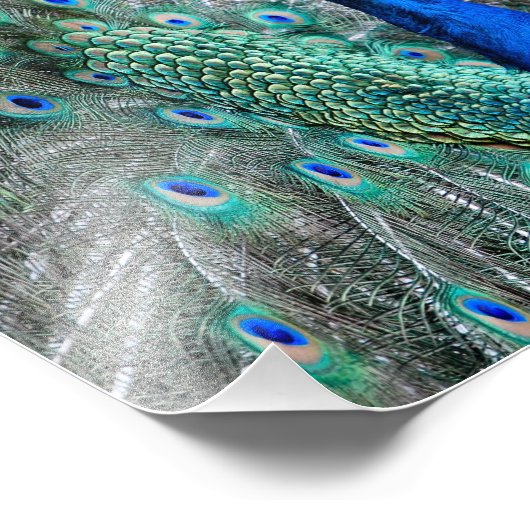 Peacock Fotodruck (Ecke)