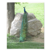 Peacock Fotodruck (Vorne)