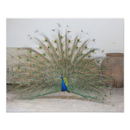 Peacock Fotodruck (Vorne)