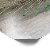 Peacock Fotodruck (Ecke)