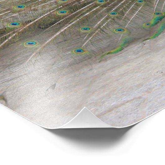 Peacock Fotodruck (Ecke)