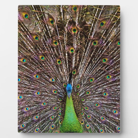 Peacock Fotoplatte (Vorderseite)