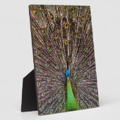 Peacock Fotoplatte (Seite)