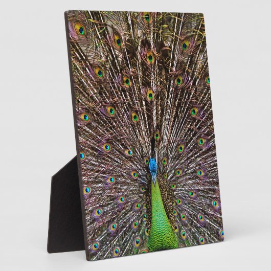 Peacock Fotoplatte (Seite)