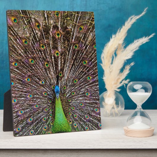 Peacock Fotoplatte (Seite)