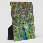 Peacock Fotoplatte (Seite)