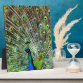 Peacock Fotoplatte (Seite)