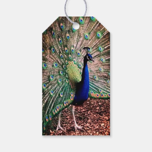Peacock Geschenkanhänger (Vorderseite)