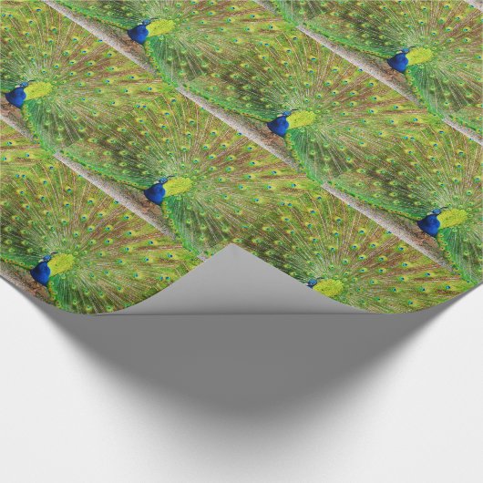 Peacock Geschenkpapier (Ecke)